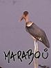 Το avatar του χρήστη Marabou